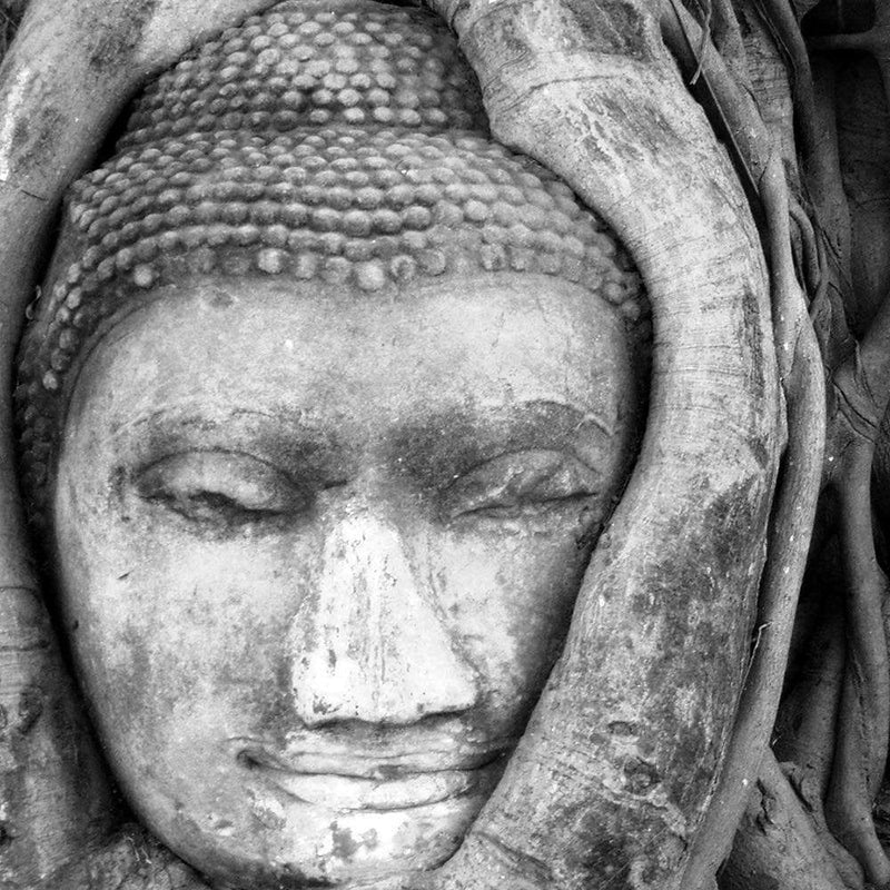 Glezna melnā rāmī - Head Of Buddha In Tree  Home Trends