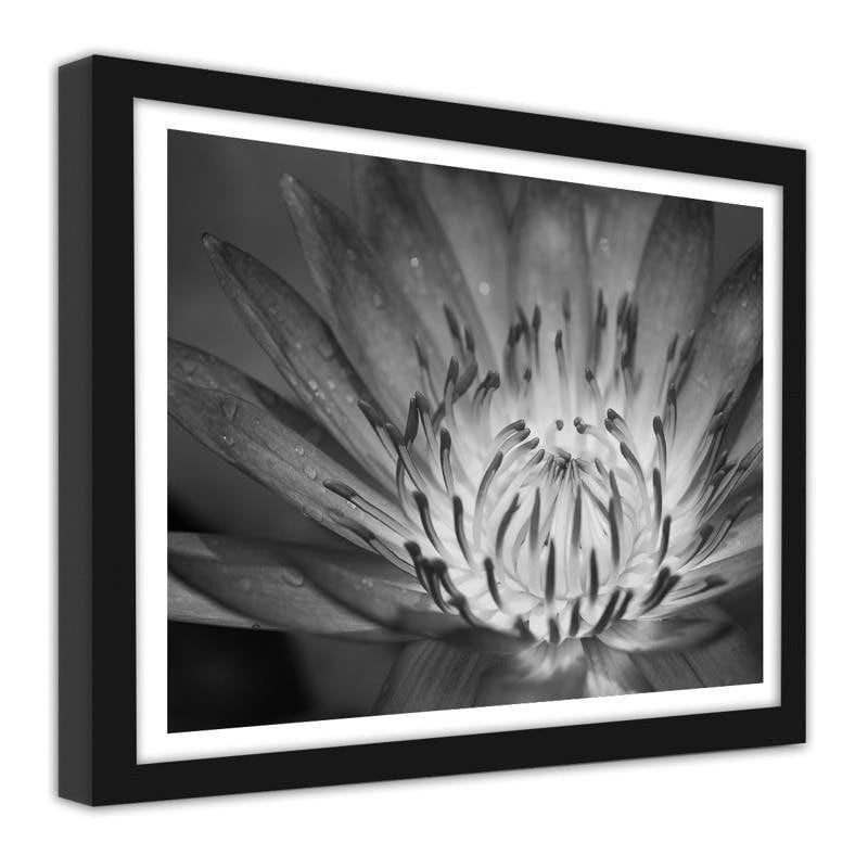 Glezna melnā rāmī - Lotus flower 2  Home Trends