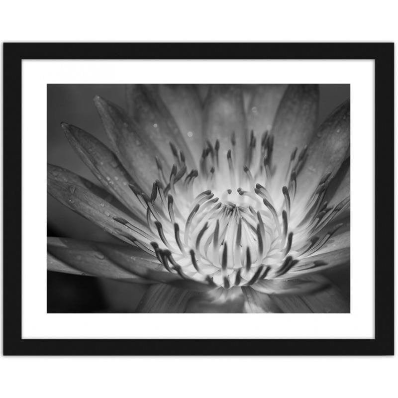 Glezna melnā rāmī - Lotus flower 2  Home Trends
