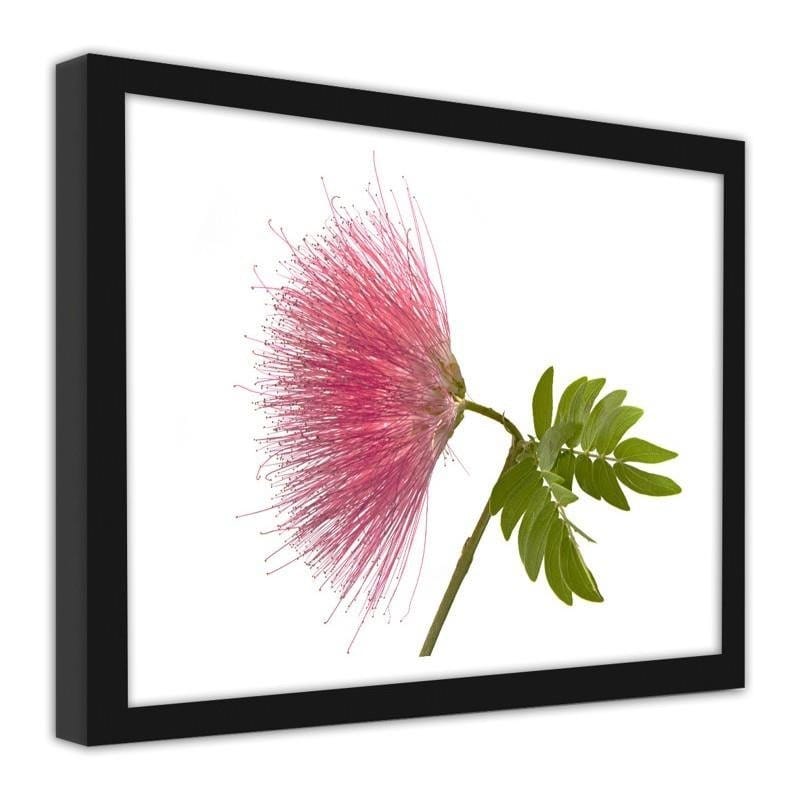 Glezna melnā rāmī - Pink flower 2  Home Trends