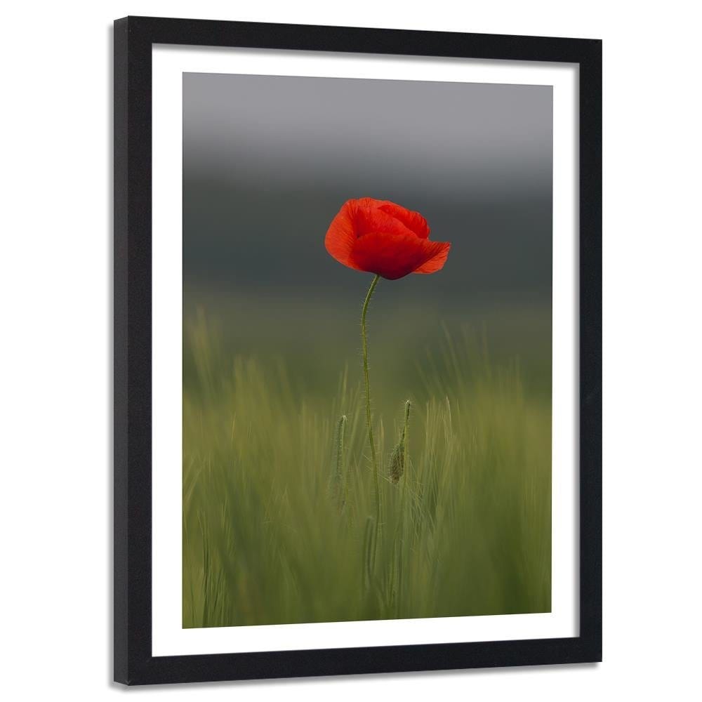 Glezna melnā rāmī - Poppy In Half  Home Trends