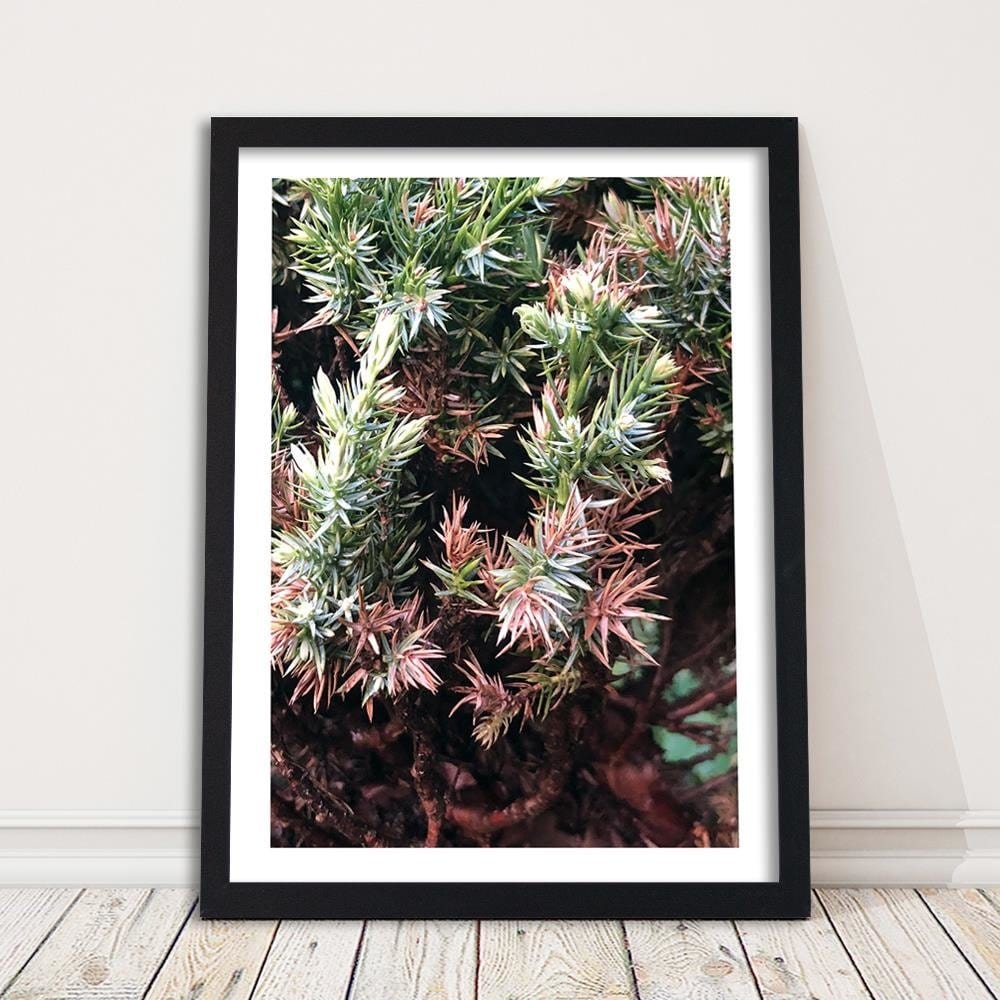 Glezna melnā rāmī - Prickly Shrub  Home Trends