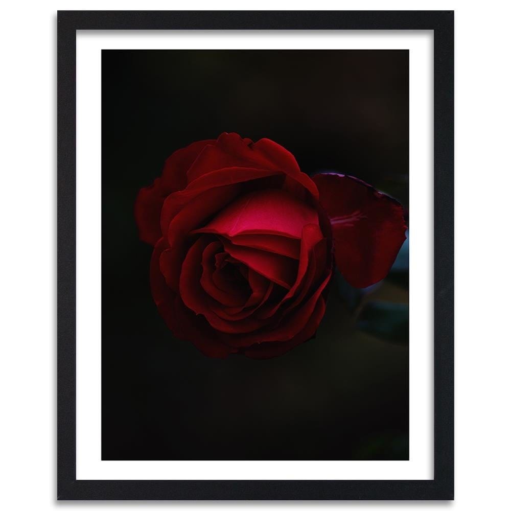 Glezna melnā rāmī - Rose On A Black Background  Home Trends