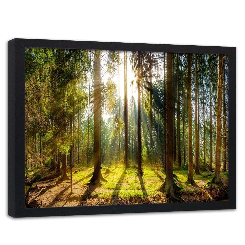 Glezna melnā rāmī - Sunshine Behind The Trees  Home Trends