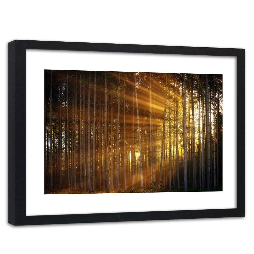 Glezna melnā rāmī - The Rays Of The Sun In The Dense Forest  Home Trends