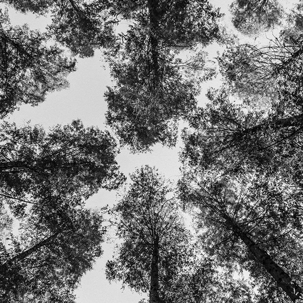 Glezna melnā rāmī - The Treetops  Home Trends