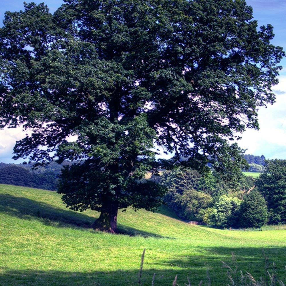Glezna melnā rāmī - Tree Clearing 4  Home Trends