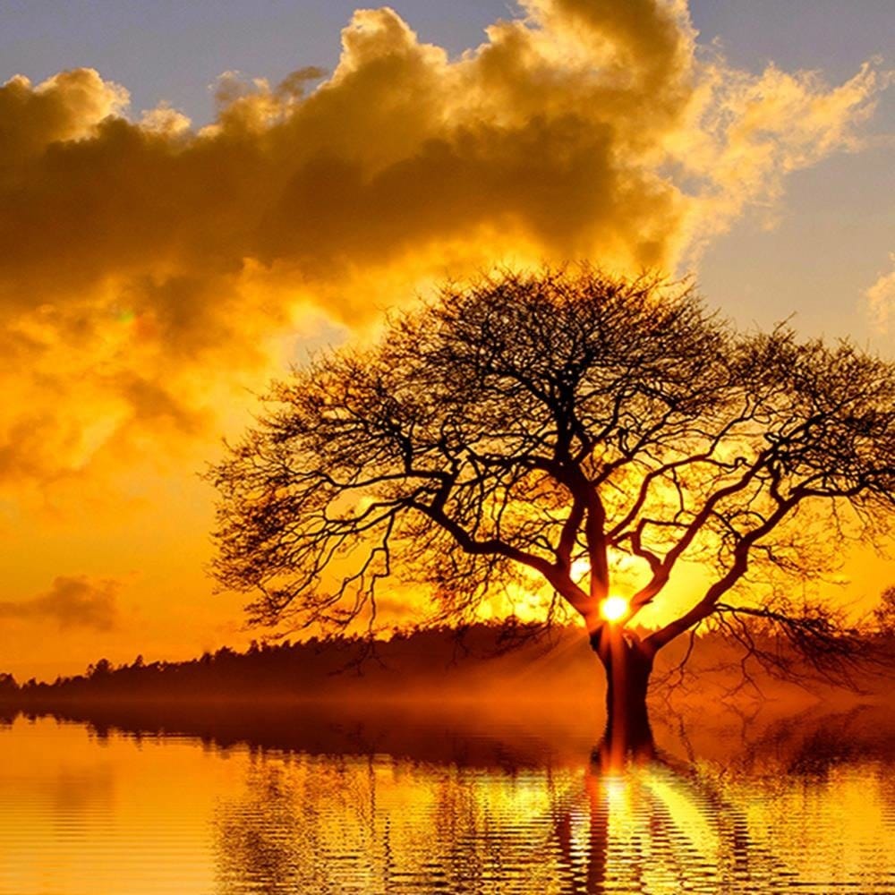Glezna melnā rāmī - View Of The Tree At 3  Home Trends