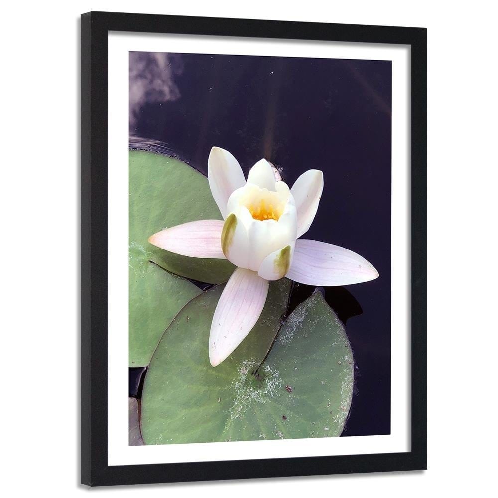 Glezna melnā rāmī - Water Lily Flower  Home Trends