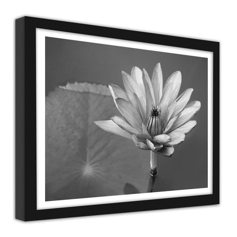Glezna melnā rāmī - Water lily  Home Trends