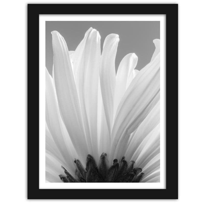 Glezna melnā rāmī - White chrysanthemums 2  Home Trends