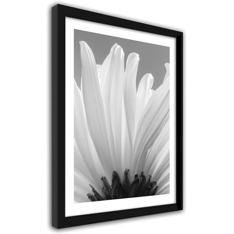 Glezna melnā rāmī - White chrysanthemums 2  Home Trends