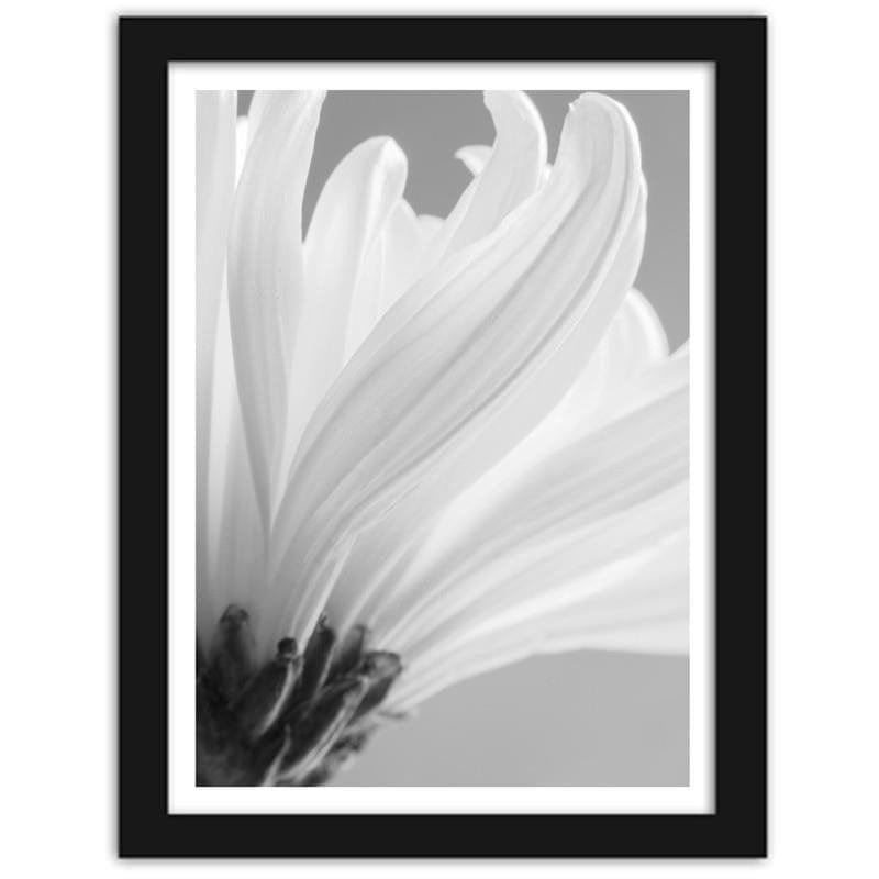 Glezna melnā rāmī - White chrysanthemums  Home Trends