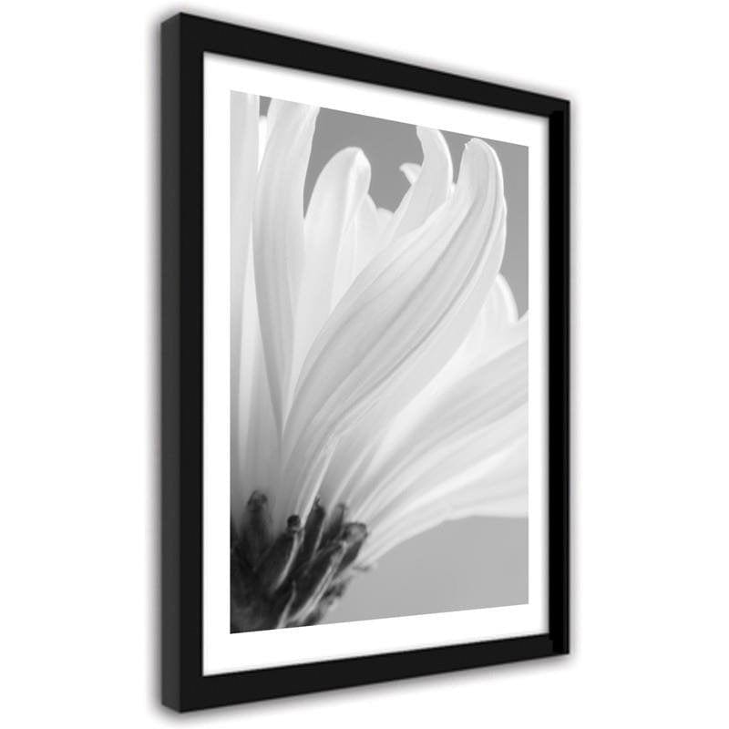 Glezna melnā rāmī - White chrysanthemums  Home Trends