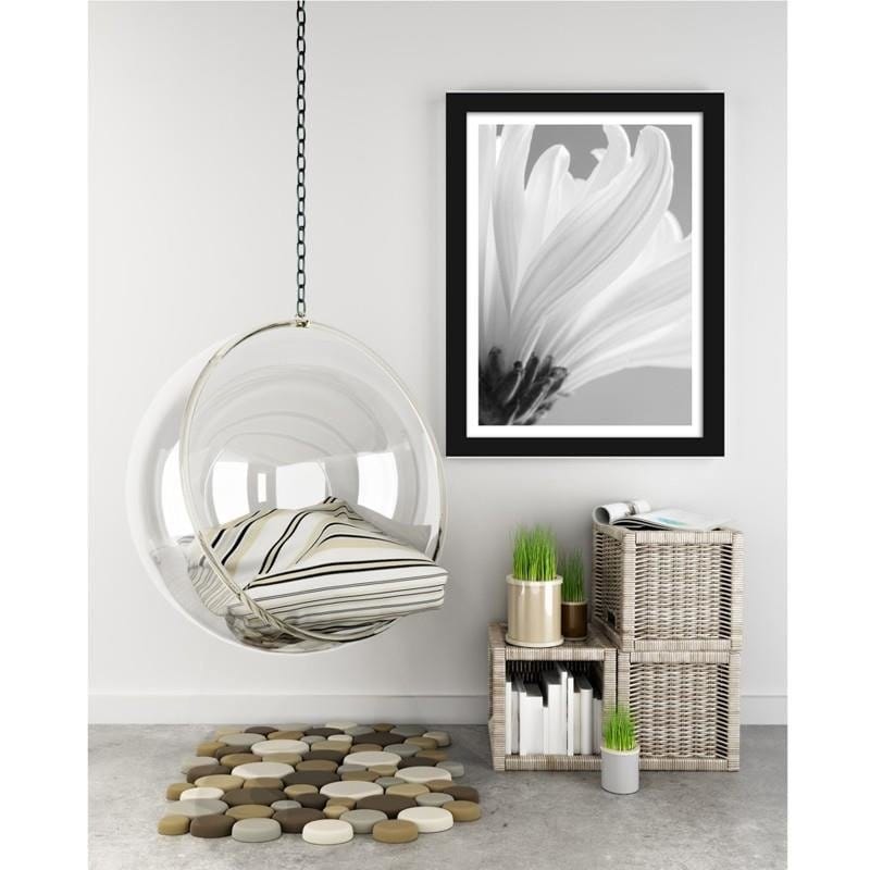 Glezna melnā rāmī - White chrysanthemums  Home Trends