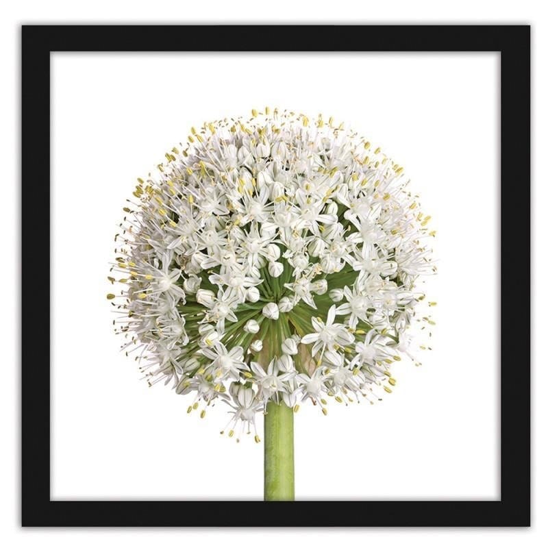 Glezna melnā rāmī - White garlic flower  Home Trends