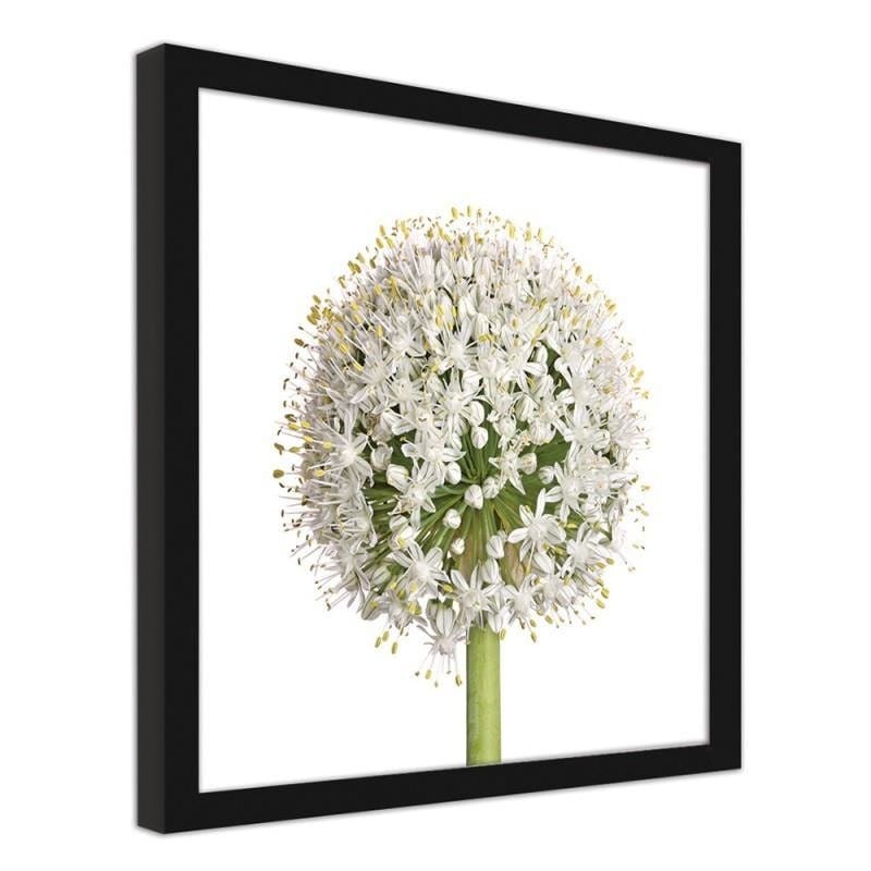 Glezna melnā rāmī - White garlic flower  Home Trends