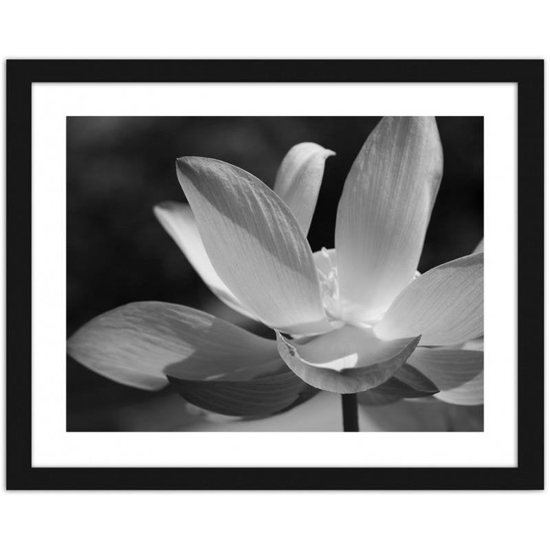 Glezna melnā rāmī - White lilies  Home Trends