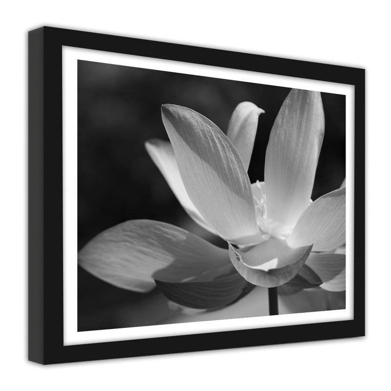 Glezna melnā rāmī - White lilies  Home Trends