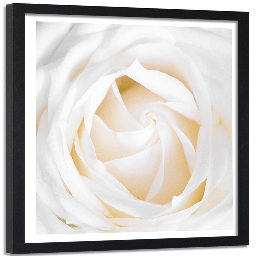 Glezna melnā rāmī - White Rose 2  Home Trends