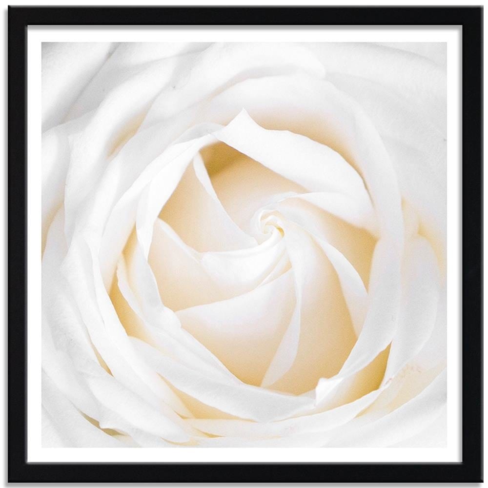 Glezna melnā rāmī - White Rose 2  Home Trends