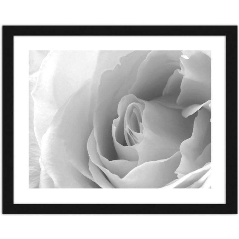 Glezna melnā rāmī - White rose 3  Home Trends