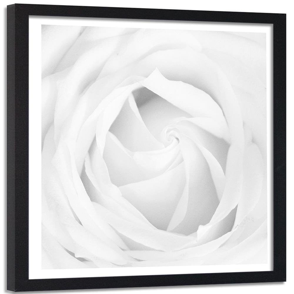 Glezna melnā rāmī - White Rose 4  Home Trends
