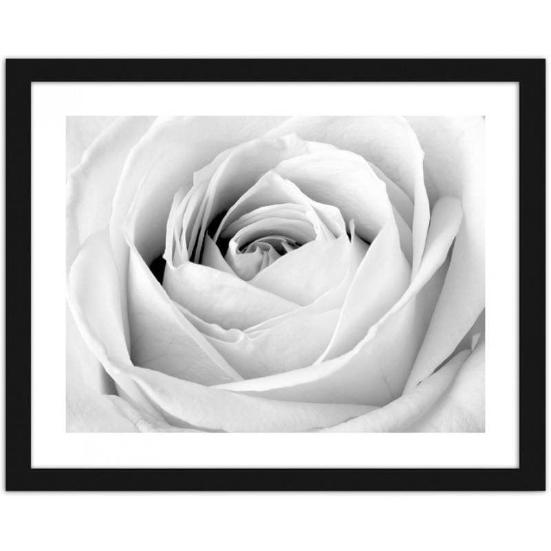 Glezna melnā rāmī - White rose  Home Trends