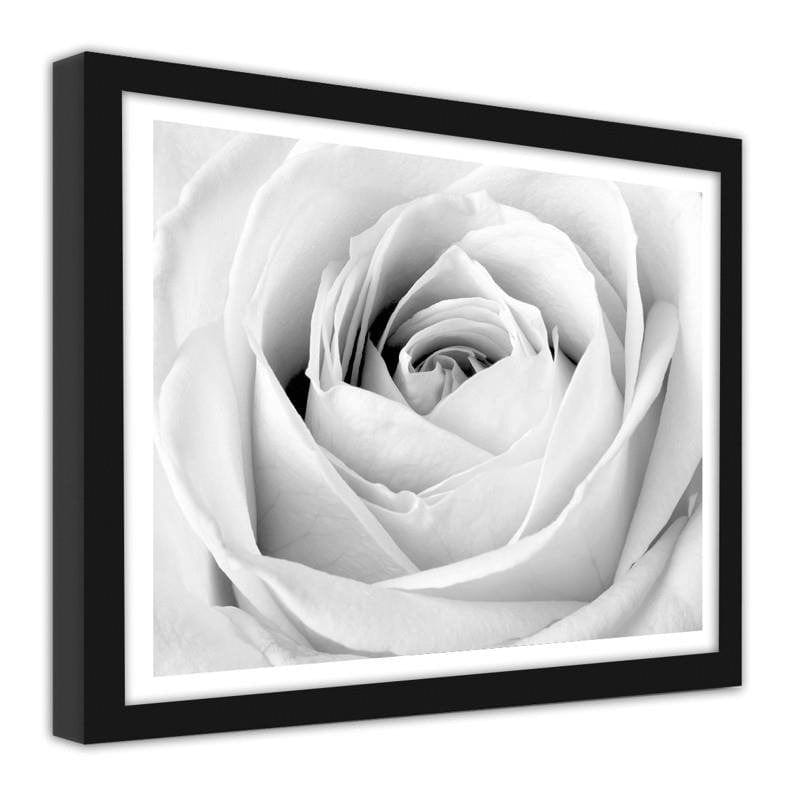 Glezna melnā rāmī - White rose  Home Trends