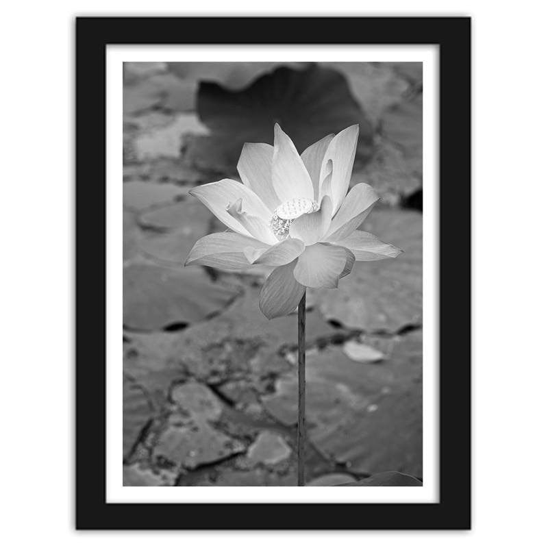 Glezna melnā rāmī - White water lily  Home Trends