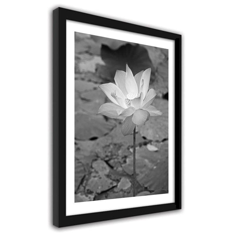 Glezna melnā rāmī - White water lily  Home Trends