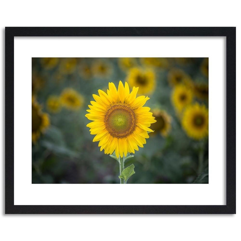 Glezna melnā rāmī - Young Sunflower  Home Trends
