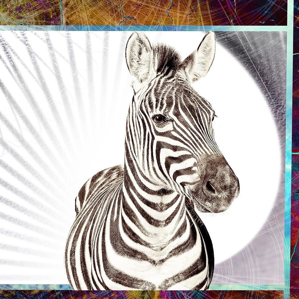 Glezna melnā rāmī - Zebra  Home Trends
