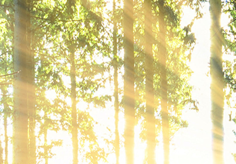 Glezna ar saulainu mežu - Saules gaisma, 98560 Home Trends