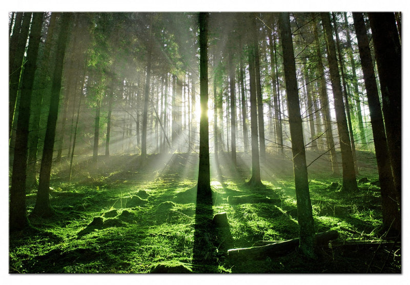 Kanva ar skaistu dabu - Smaragda mežs II, 97936 Home Trends