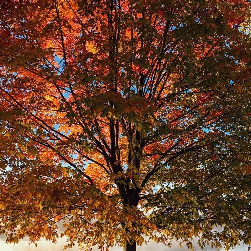 Kanva - Autumn Tree  Home Trends DECO