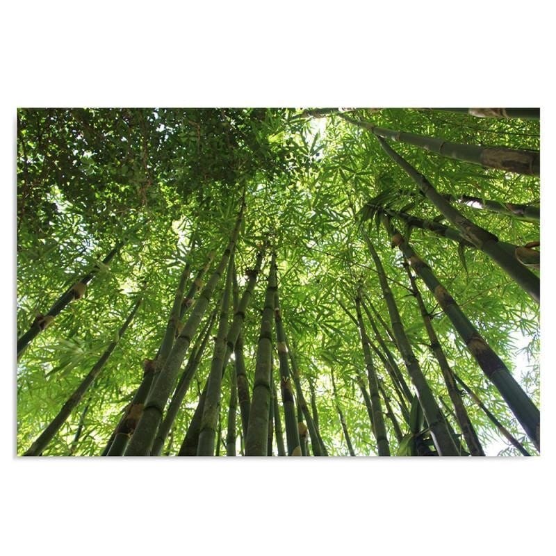 Kanva - Bamboo Grove  Home Trends DECO