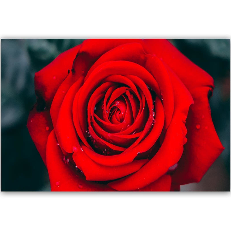 Kanva - Beautiful Red Rose 2  Home Trends DECO