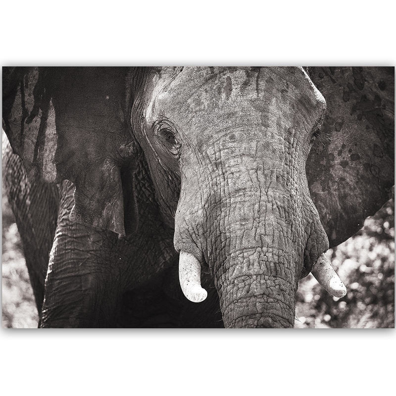 Kanva - Black-And-White Elephant  Home Trends DECO