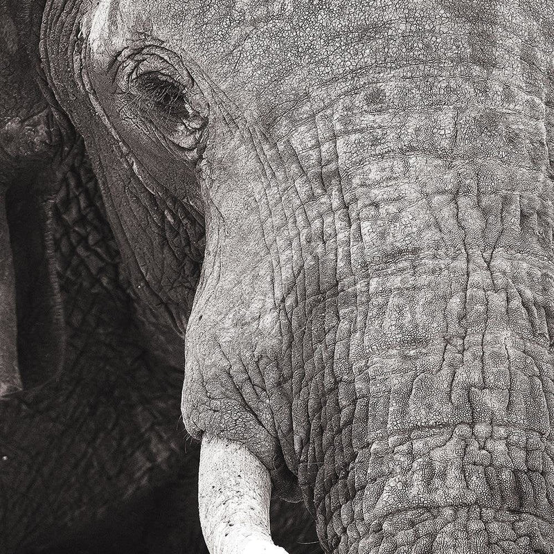 Kanva - Black-And-White Elephant  Home Trends DECO