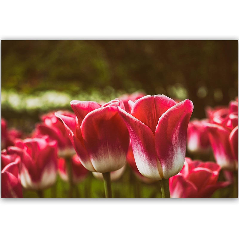 Kanva - Blooming Tulip  Home Trends DECO