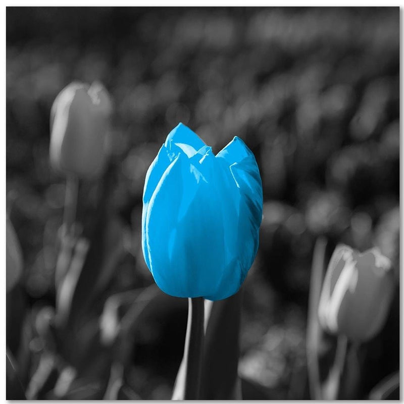 Kanva - Blue Tulip In Gray  Home Trends DECO