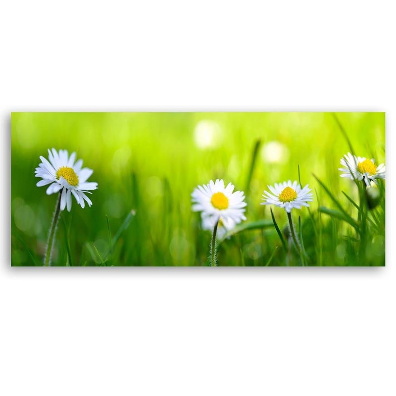 Kanva - Daisy Flower  Home Trends DECO
