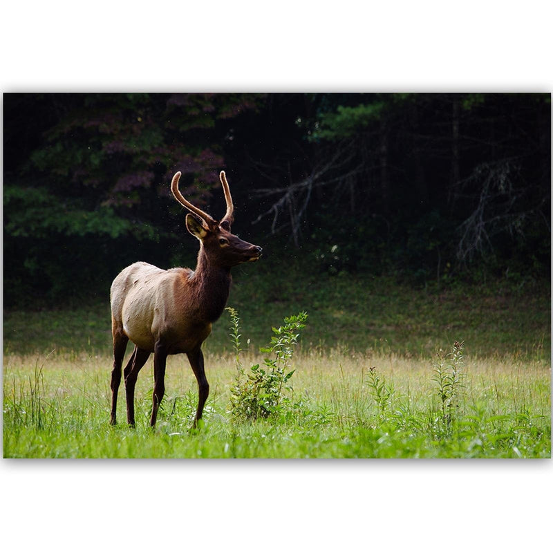 Kanva - Deer In The Meadow  Home Trends DECO