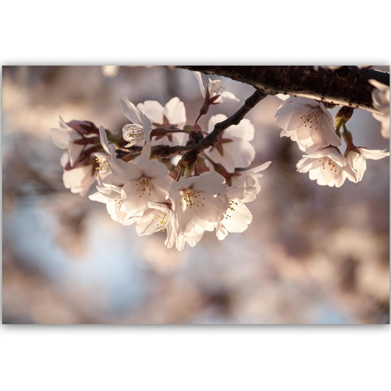 Kanva - Flowering Cherry  Home Trends DECO