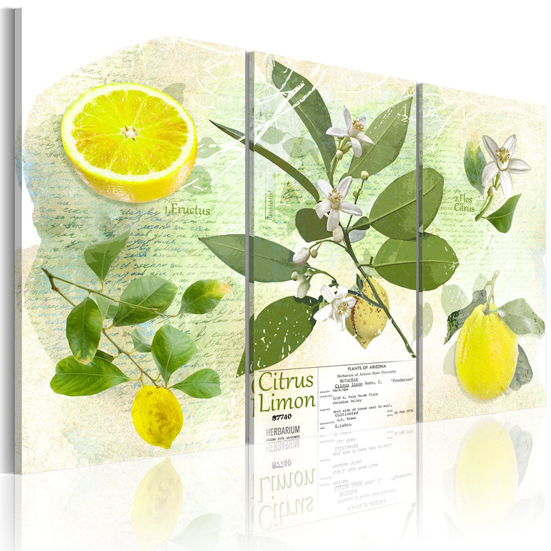Glezna - Fruit_ lemon Home Trends