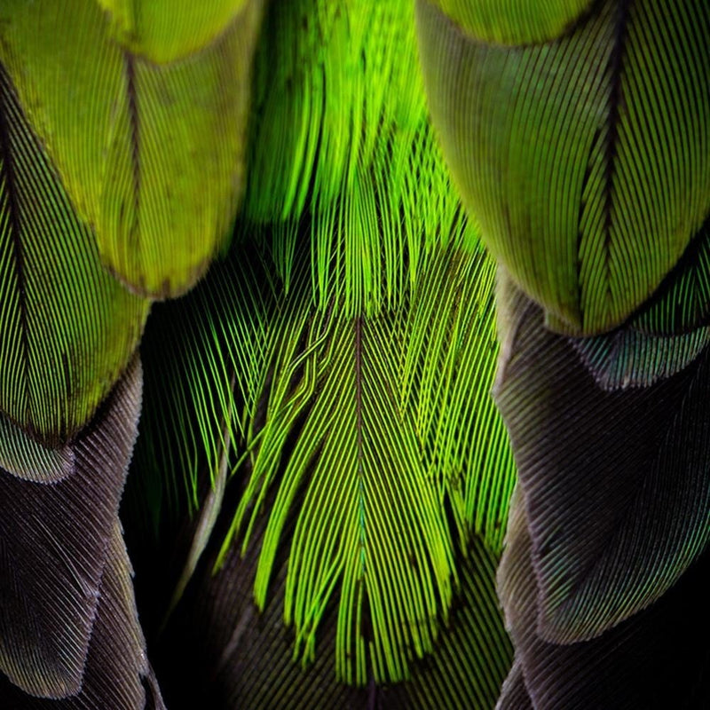 Kanva - Green Feathers  Home Trends DECO