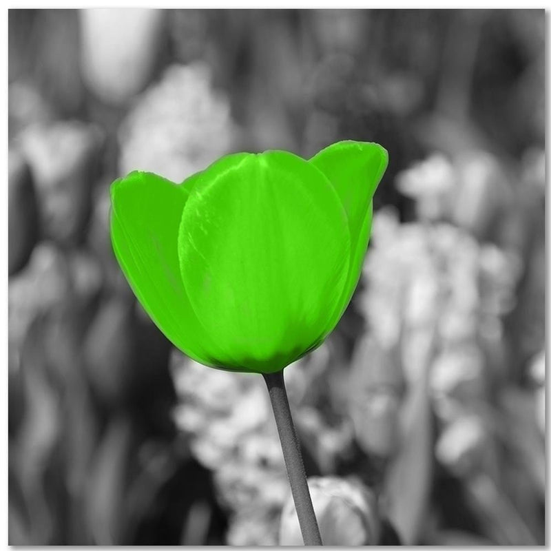 Kanva - Green Poppy Meadow  Home Trends DECO