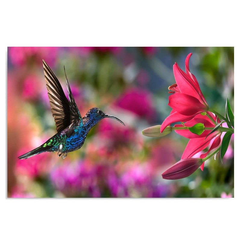 Kanva - Hummingbird 3  Home Trends DECO