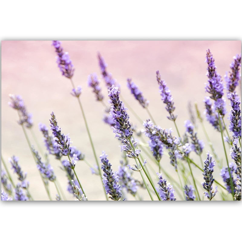 Kanva - Lavender Flowers  Home Trends DECO